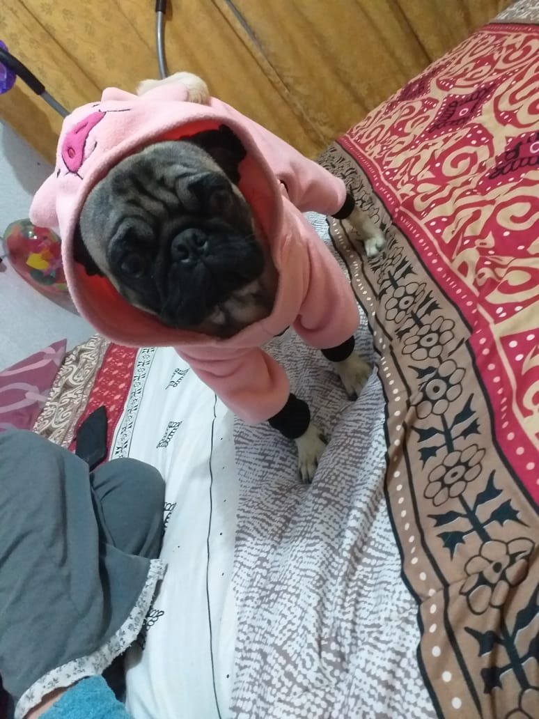 disfraz para perro
