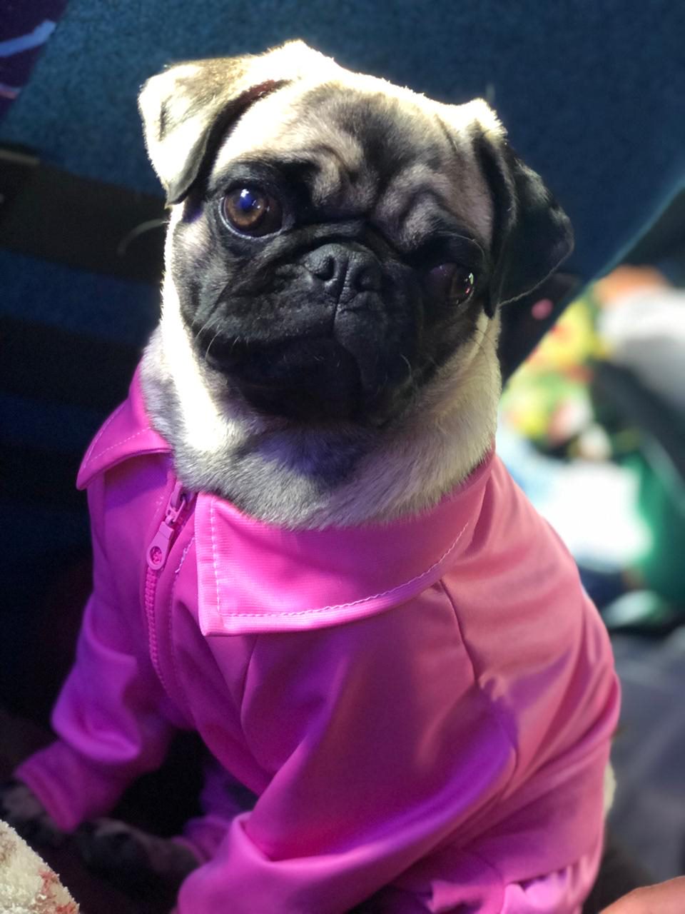 Calentador para perrita