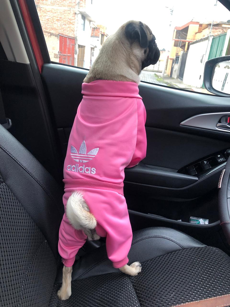 ropa para perrito y perrita