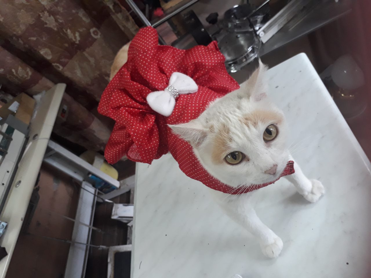 ropa para mascotas